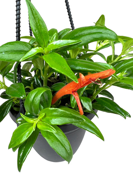 4" Columnea hirta 'Goldfish' hanging basket