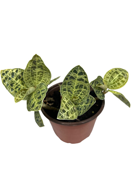 4” Macodes petola 'Lightning Jewel Orchid' - Canopy Plant Co.