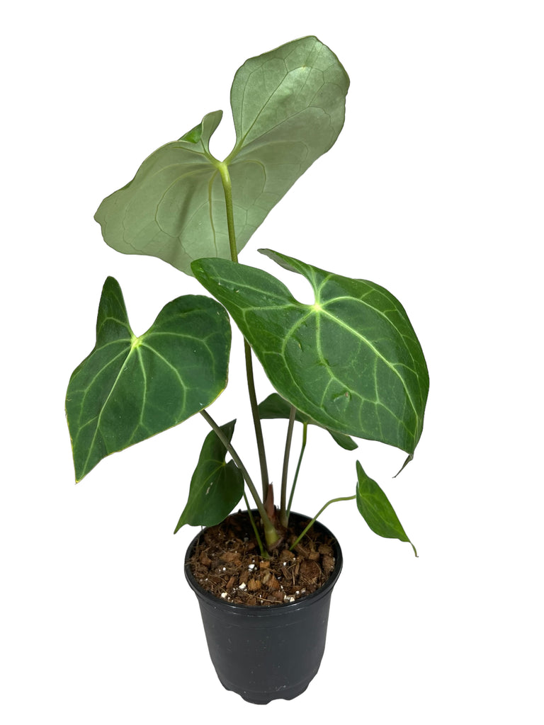 Canopy Plant Co. | Your Source For Unique Tropical Plants!