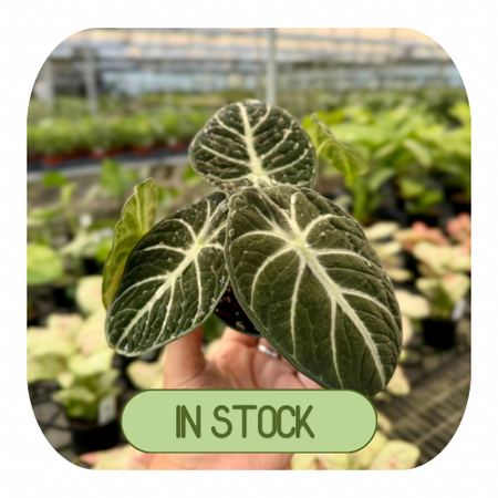 In Stock