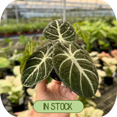 In Stock