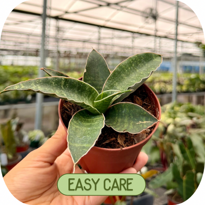 Easy Care Plants