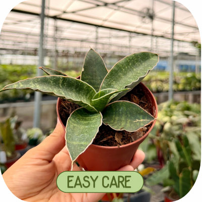 Easy Care Plants