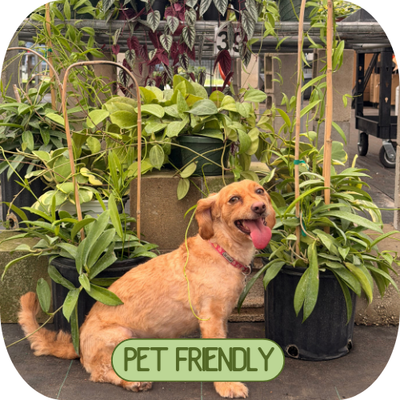 Pet Friendly