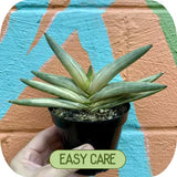easy low maintenance plants