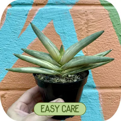 in stock plants 1