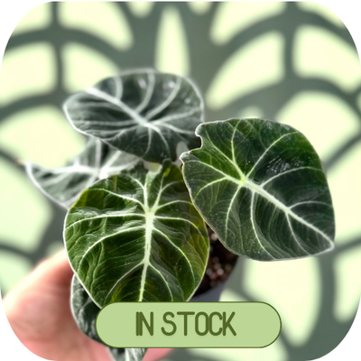 In Stock