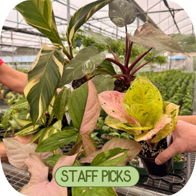 Staff Picks