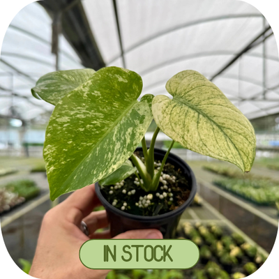 In Stock