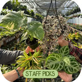 staff picks