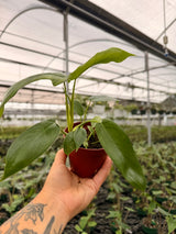 4” Philodendron pedatum 'Glad Hands'