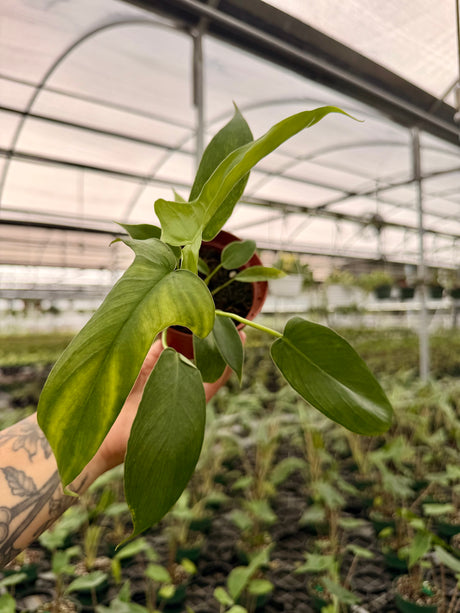 4” Philodendron pedatum 'Glad Hands'