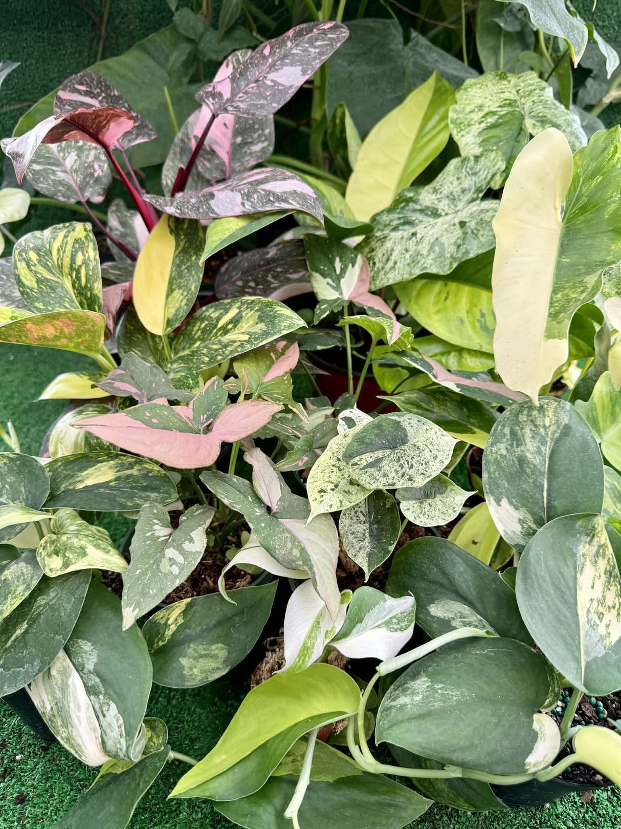 Variegated Plants - Canopy Plant Co.