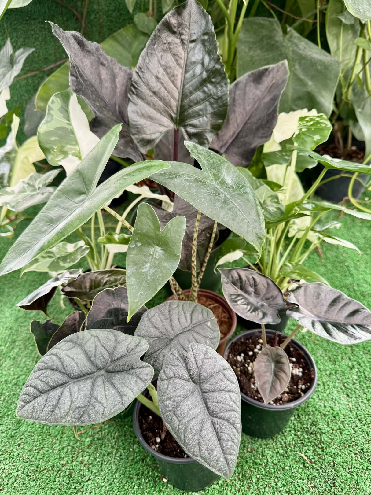 Alocasia