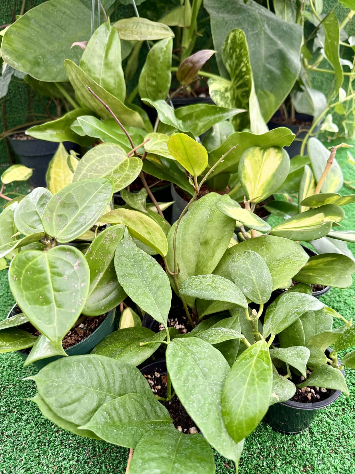 Hoya - Canopy Plant Co.