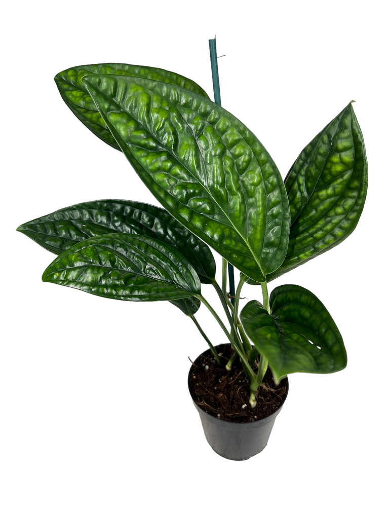 Monstera Peru - Canopy Plant Co.