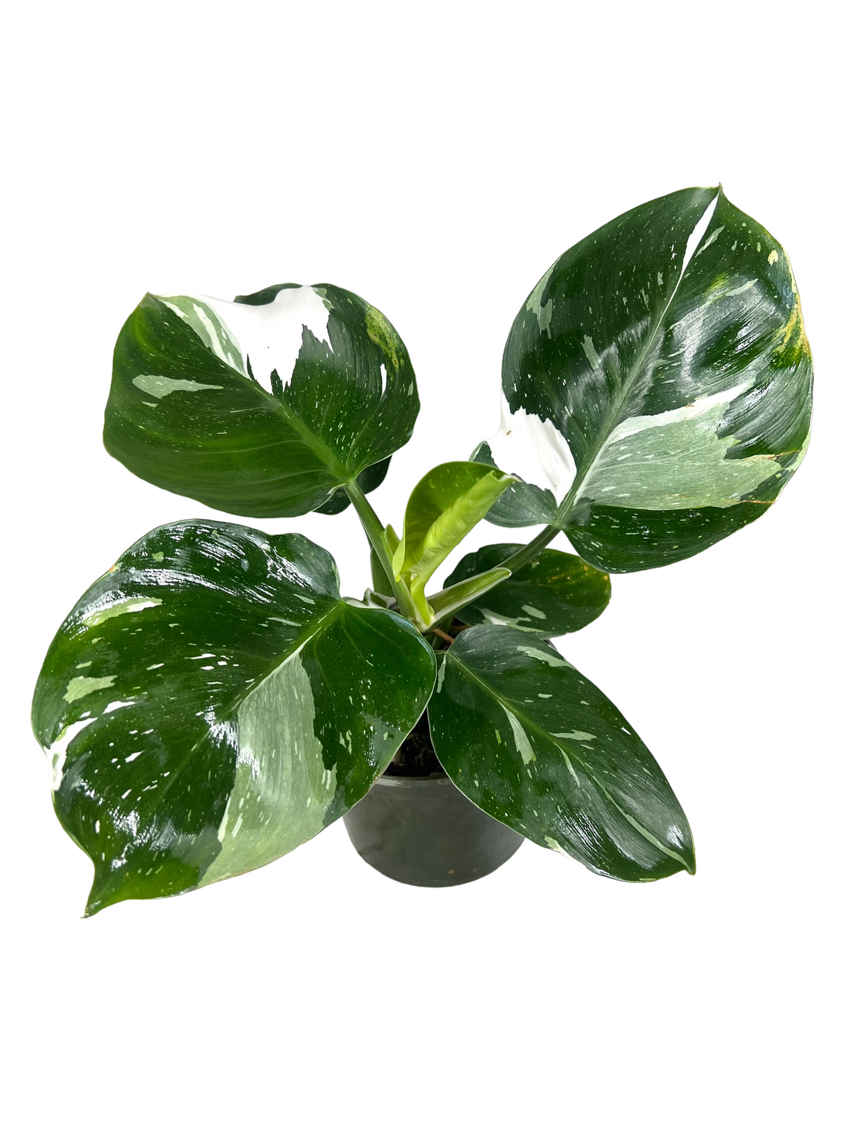 6" Philodendron White Wizard - Canopy Plant Co.
