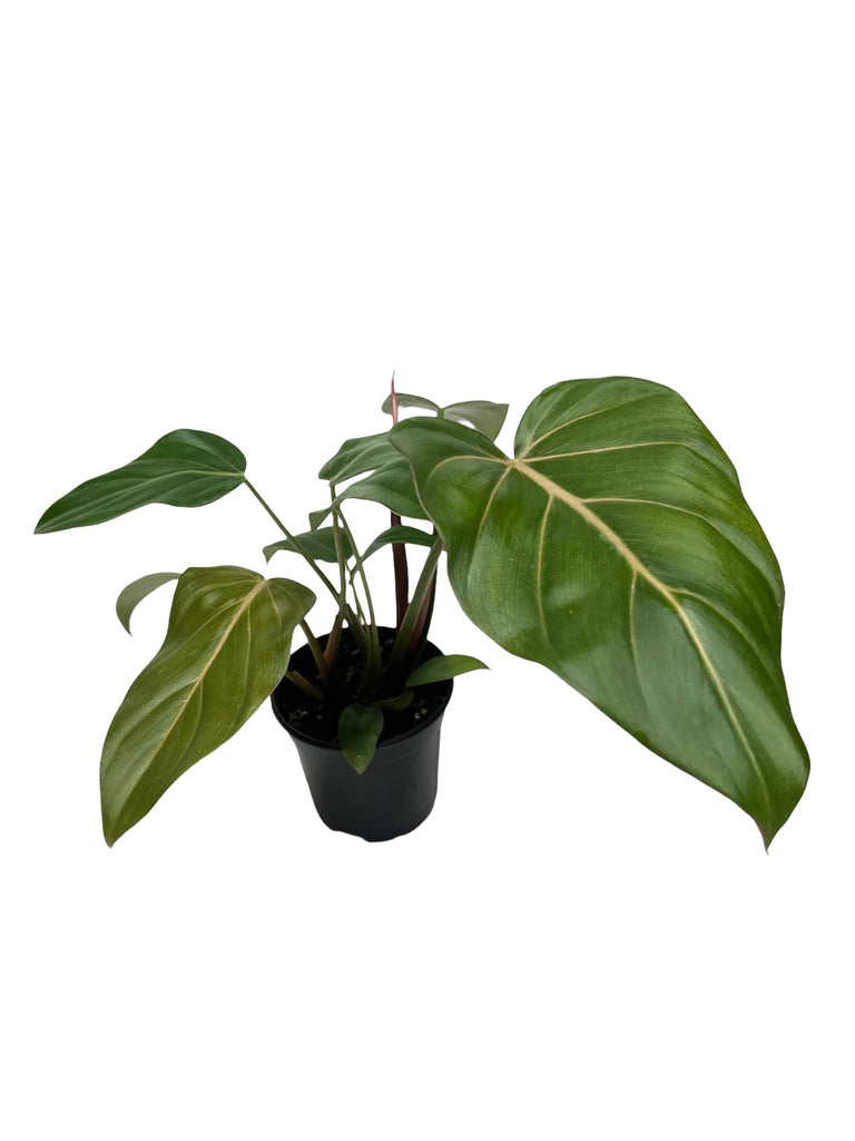 Philodendron Summer Glory - Canopy Plant Co.