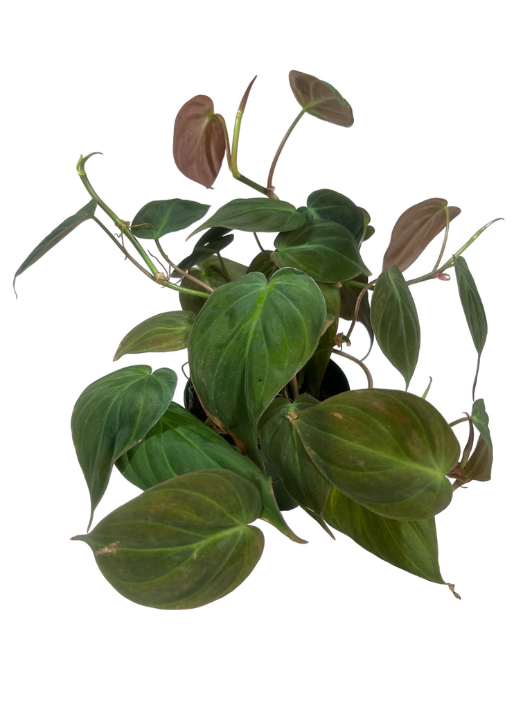 Philodendron – Tagged \
