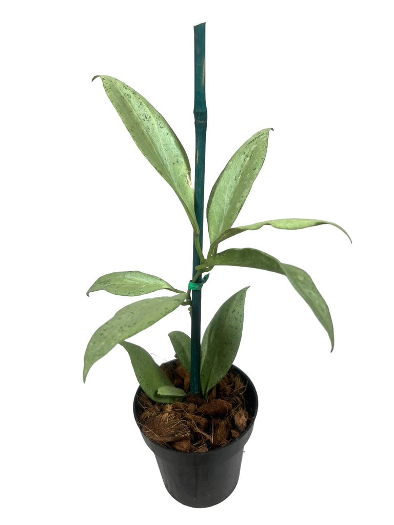Hoya New Guinea Ghost - Canopy Plant Co.