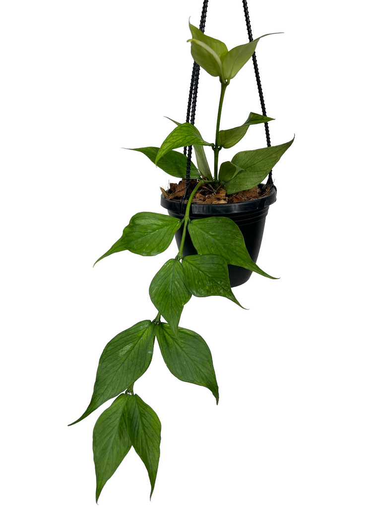 Hoya Polyneura - Canopy Plant Co.