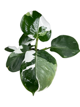 6" Philodendron White Wizard - Canopy Plant Co.