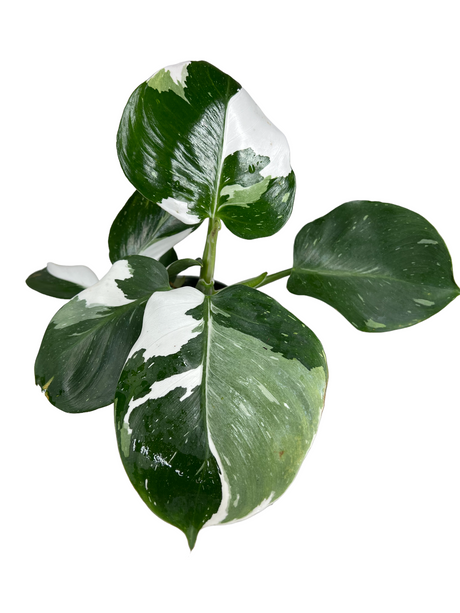 6" Philodendron White Wizard - Canopy Plant Co.