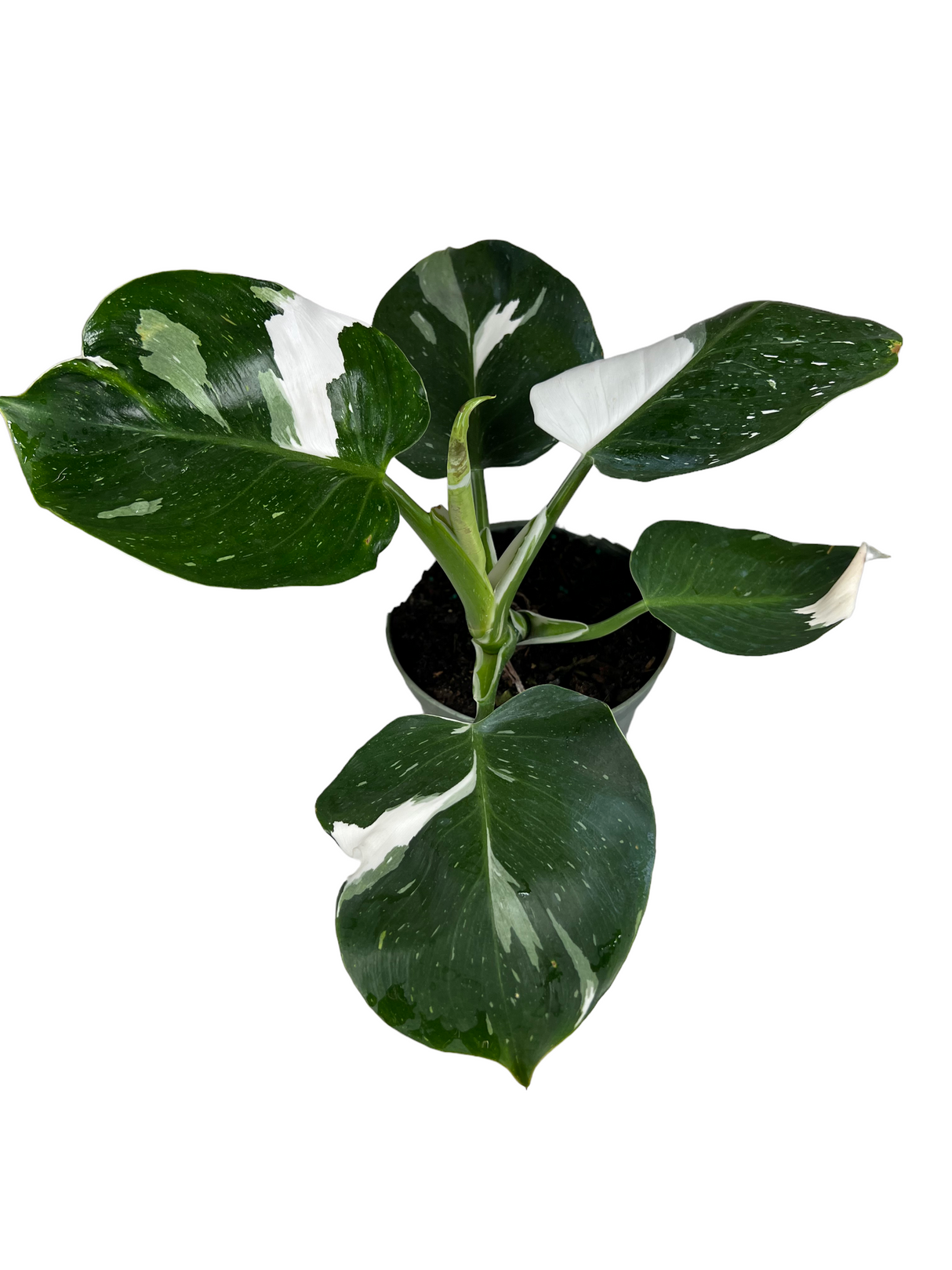 6" Philodendron White Wizard - Canopy Plant Co.