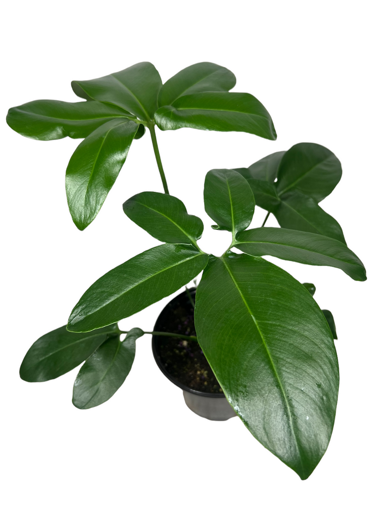 Philodendron Goeldii (Thaumatophyllum Spruceanum) - Canopy Plant Co.