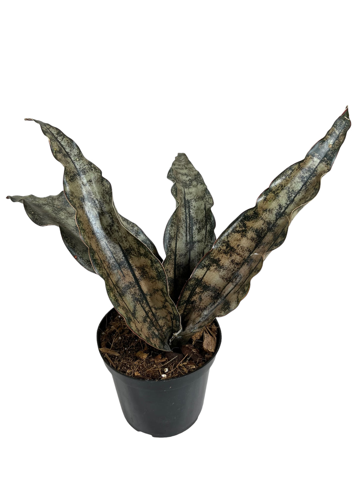 4" Sansevieria kirkii 'Coppertone'