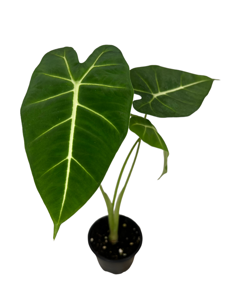 Alocasia Frydek - Canopy Plant Co.