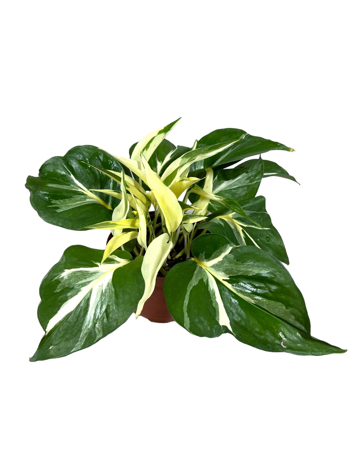 6" Pothos Manjula ('Mutant')