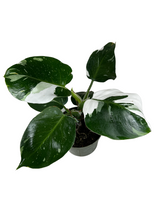 6" Philodendron White Wizard - Canopy Plant Co.