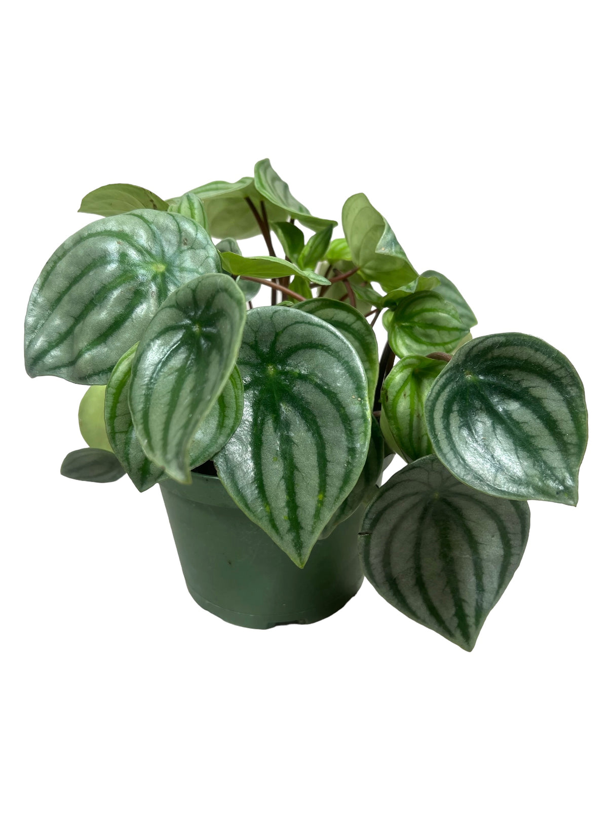 6" Peperomia Watermelon - Canopy Plant Co.