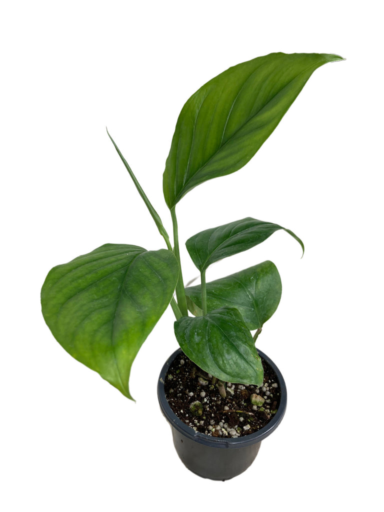 Monstera Acacoyaguensis - Canopy Plant Co.