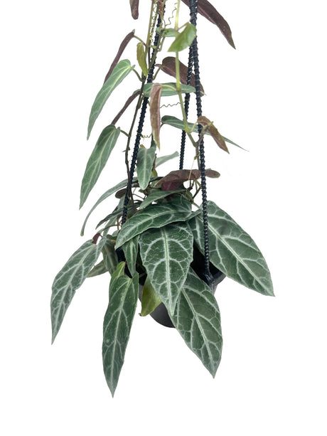 Cissus Amazonica - Canopy Plant Co.