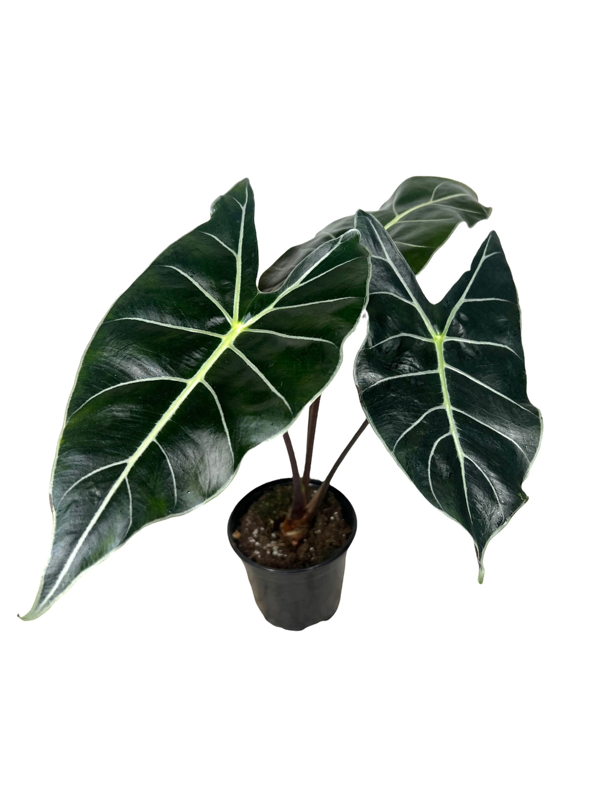 Alocasia Longiloba “Dragon’s Tooth” - Canopy Plant Co.