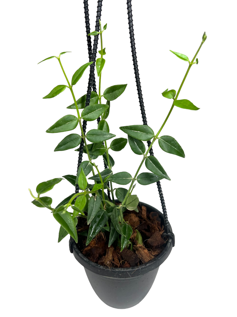 Hoya Bella - Canopy Plant Co.