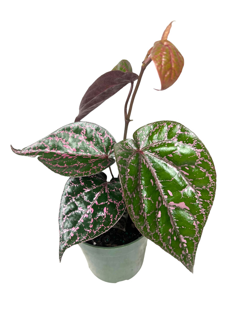 4” Piper Crocatum - Canopy Plant Co.