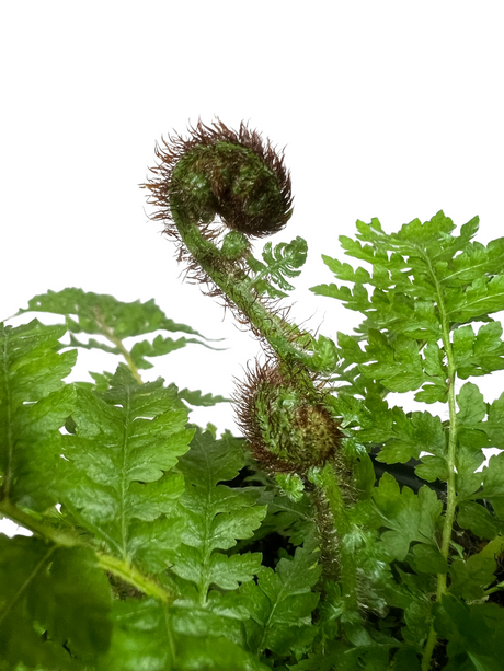 6" Australian tree fern (Cyathea cooperi) - Canopy Plant Co.