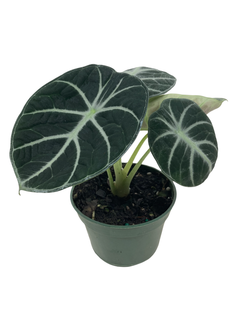 Alocasia Ninja - Canopy Plant Co.