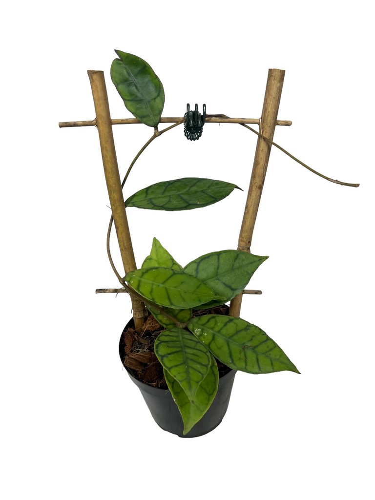 Hoya callistophylla - Canopy Plant Co.
